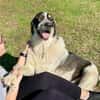 Pechino sucht Patenschaft