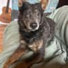 Zamira jetzt Sunny sucht ein neues Zuhause!