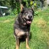 Zamira jetzt Sunny sucht ein neues Zuhause!
