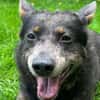 Zamira jetzt Sunny sucht ein neues Zuhause!