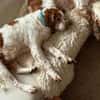 liebevoller PECAS sucht ruhige Familie