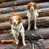 liebevoller PECAS sucht ruhige Familie