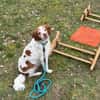 liebevoller PECAS sucht ruhige Familie