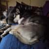 Dakota VA  wunderschöne Husky-Mix-Hündi
