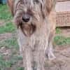 Lustiger verspielter Toffee