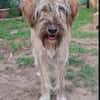 Lustiger verspielter Toffee