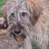 Lustiger verspielter Toffee