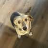 WIM - Kleiner Hund, ganz groß