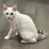 Blue (FR Amelie)