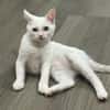 Blue (FR Amelie)