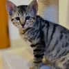 Edgard [Chaton]