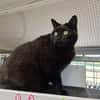 BAGHEERA
