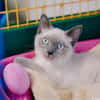Ali [Chaton]