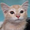 Raquette