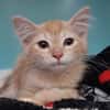Raquette
