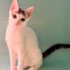 Bafouille [Chaton]