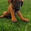 TOLGA