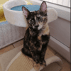 DINA