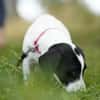 Bella - will die Welt entdecken!