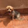 kleiner Tommy sucht neues Zuhause