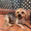 kleiner Tommy sucht neues Zuhause