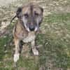 Senior Rusty sucht seine Herzensmenschen