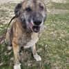 Senior Rusty sucht seine Herzensmenschen