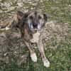 Senior Rusty sucht seine Herzensmenschen