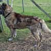 Senior Rusty sucht seine Herzensmenschen