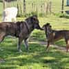 Senior Rusty sucht seine Herzensmenschen