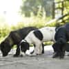 Snoopy - entdeckt die Welt