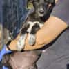 Windhund Mix Hündin Sucht ihr Zuhause