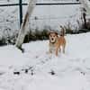 MOCCA -sucht ein hundeerfahrenes Zuhause