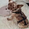 Zartes Seelchen Happy (2 J., Chihuahua) sucht Zuhause