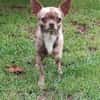Zartes Seelchen Happy (2 J., Chihuahua) sucht Zuhause