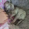 Zartes Seelchen Happy (2 J., Chihuahua) sucht Zuhause