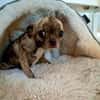 Zartes Seelchen Happy (2 J., Chihuahua) sucht Zuhause
