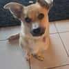 Berani in 49219 Glandorf sucht neues Zuhause oder PS