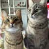 Alice und Chesire Liebe im Doppelpack - gemeinsames Zuhause
