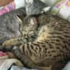 Alice und Chesire Liebe im Doppelpack - gemeinsames Zuhause