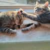 Alice und Chesire Liebe im Doppelpack - gemeinsames Zuhause