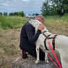 Sparky Golden Retriever Mischling