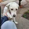 Sparky Golden Retriever Mischling