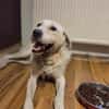 Sparky Golden Retriever Mischling