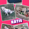 kleine sehr liebe Katie auf PS in 90562