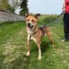 Ein ganz besonderer Hund - Trufito