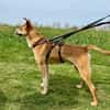 Ein ganz besonderer Hund - Trufito