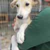 Rumänische Windhund Mix Hündin sucht ihre Familie