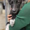 Rumänische Windhund Mix Hündin sucht ihre Familie