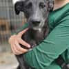 Rumänische Windhund Mix Hündin sucht ihre Familie